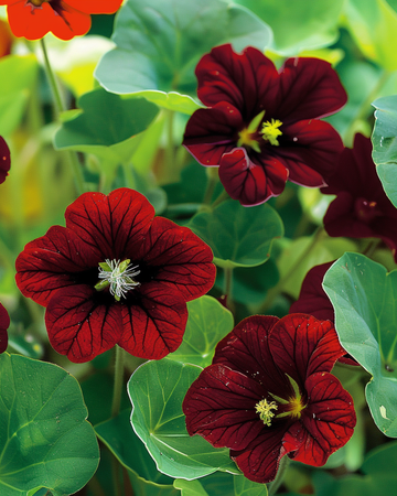 Nasturtium Black Velvet zaden (Tropaeolum majus) – eenjarige bloem