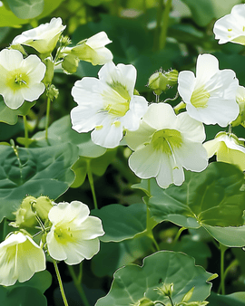Oost-Indische kers zaden Milkmaid Tropaeolum Majus eenjarig