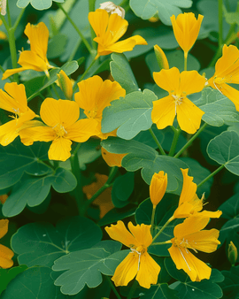 Canariekerszaden Tropaeolum Peregrinum eenjarige klimplantbloem