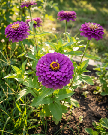 Royal Purple (Zinnia elegans) – eenjarige zaden van SeedsChoice