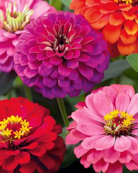 Zinniazaden dahliabloemig eenjarig Zinnia Elegans