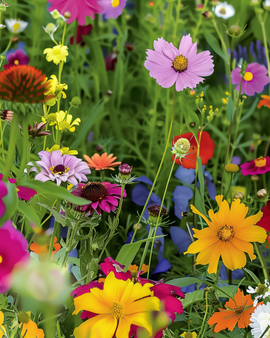 Summerflowers zaden eenjarige mix 20 tot 80 cm hoogte