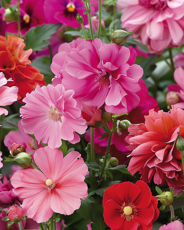 Zomerbloemen Pink Red Garden Mix Blend zaden – eenjarige bloem
