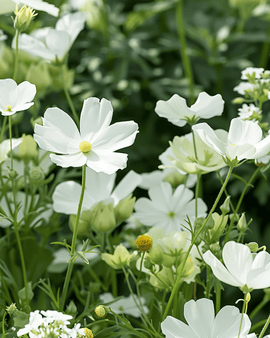 Witte zomerbloemen zaden eenjarige mix witte tinten 20 tot 80 cm