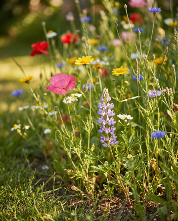 Veldbloemen Field Mix For Summer Bloom – eenjarige bloemenzaden van SeedsChoice