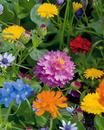 Bee Mixture Low Growing Mix zaden – eenjarige bloem