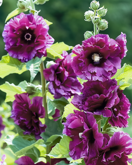 Stokrooszaden Alcea Rosea Chater's Deep Purple tweejarig