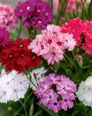 Zaden van duizendschoon Mixed Colors (Dianthus barbatus) – tweejarige mix