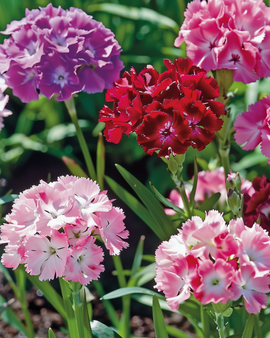 Duizendschoonzaden Dianthus Barbatus tweejarig dubbelbloemige mix