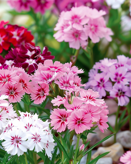 Duizendschoonzaden Dianthus Barbatus dwerg gemengd tweejarige bloemen