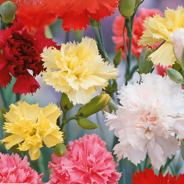 Carnation Grenadin Mixed zaden (Dianthus caryophyllus) – tweejarige mix