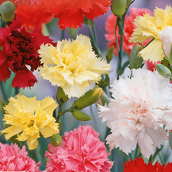 Carnation Grenadin Mixed zaden (Dianthus caryophyllus) – tweejarige mix
