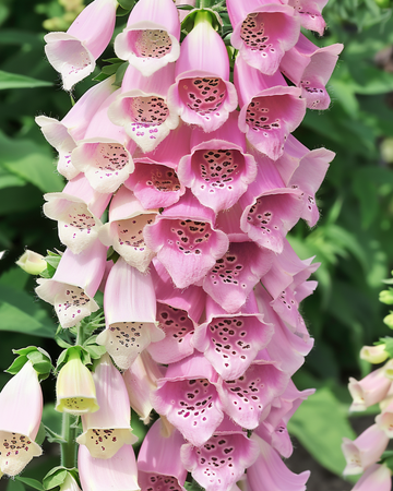 Apricot Beauty zaden (Digitalis purpurea) – tweejarige bloem