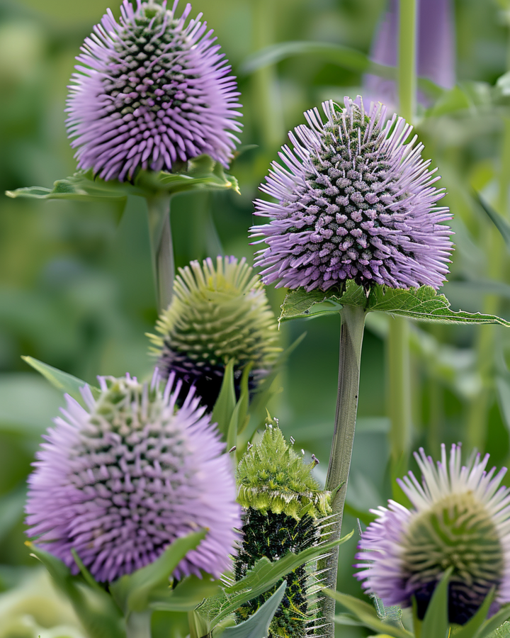 Weverskaarde zaden (Dipsacus sativus) – tweejarige bloem