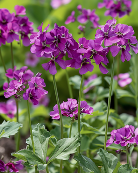 Judaspenningzaden Lunaria Annua tweejarig violet