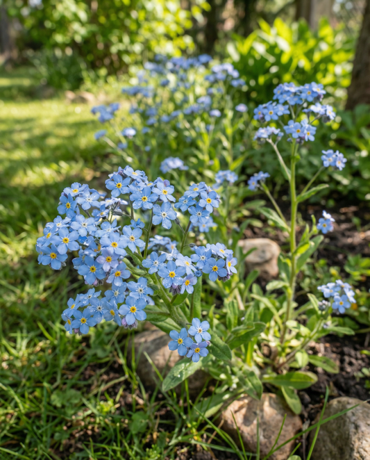 Vergeet-mij-niet Blauw Cottage Garden (Myosotis alpestris) – tweejarige bloemenzaden van SeedsChoice