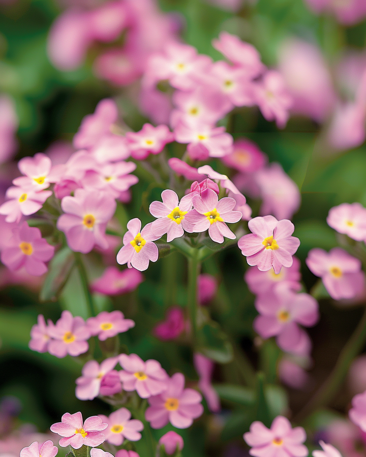 Vergeet-mij-niet Victoria Pink zaden (Myosotis alpestris) – tweejarig