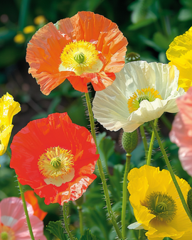 IJslandse papaverzaden Papaver Nudicaule tweejarige mix
