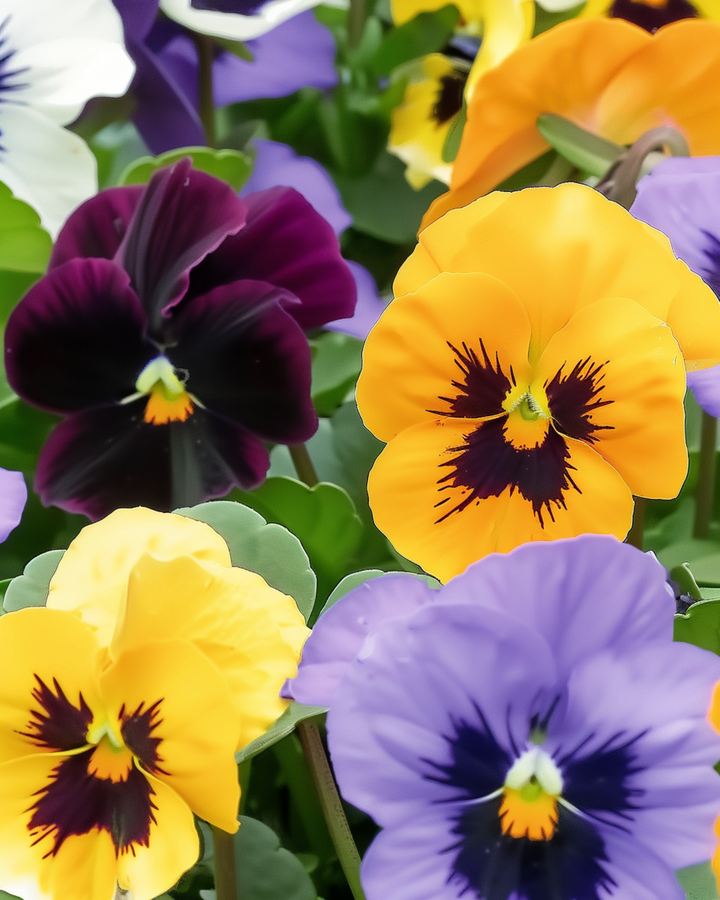 Viooltje Swiss Giants Mixed zaden (Viola wittrockiana) – tweejarige bloem