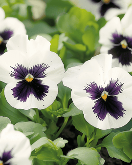 Viooltjeszaden Silverbride Viola Wittrockiana tweejarige bloem