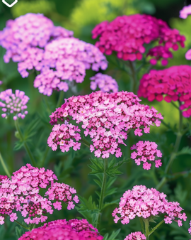 Duizendbladzaden Cerise Queen Achillea Millefolium vaste plant