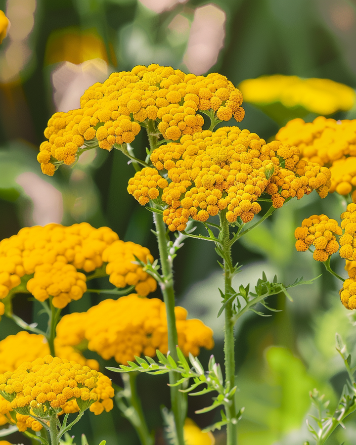 Cloth Of Gold zaden (Achillea filipendulina) – meerjarig