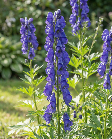 Meerjarige bloemenzaden Aconitum Napellus Perennial (Aconitum napellus) – meerjarige bloemenzaden van SeedsC…