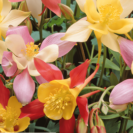 Akeleizaden Mrs Scott Elliott Aquilegia Vulgaris meerjarig cottagetuin