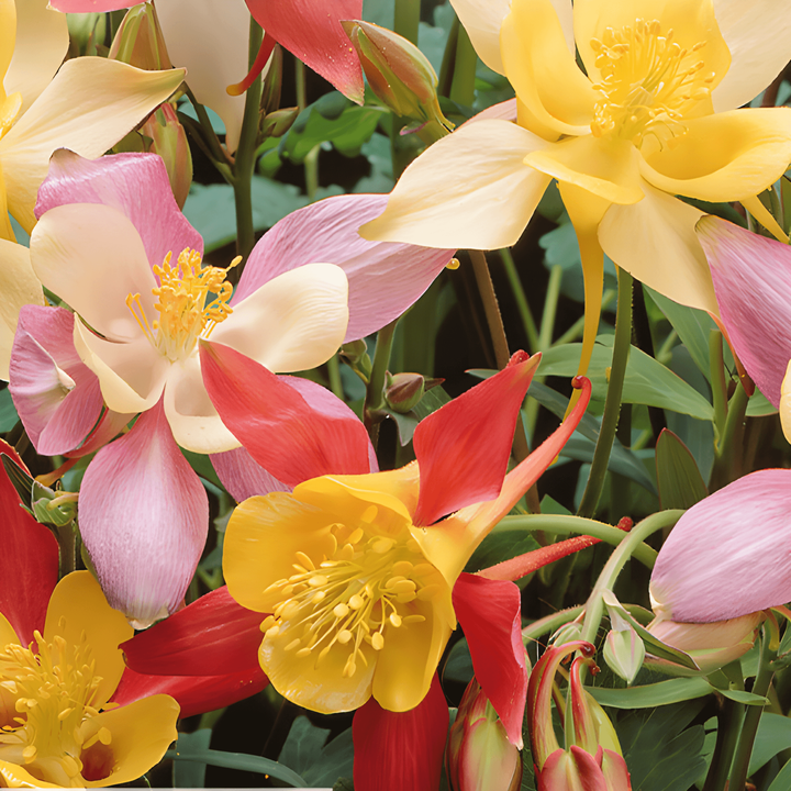 Akelei Mrs Scott Elliott Cottage Garden zaden (Aquilegia vulgaris) – meerjarig