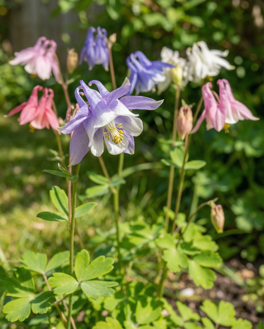 Akelei Mrs Scott Elliott Cottage Garden (Aquilegia vulgaris) – meerjarige zaden van SeedsChoice