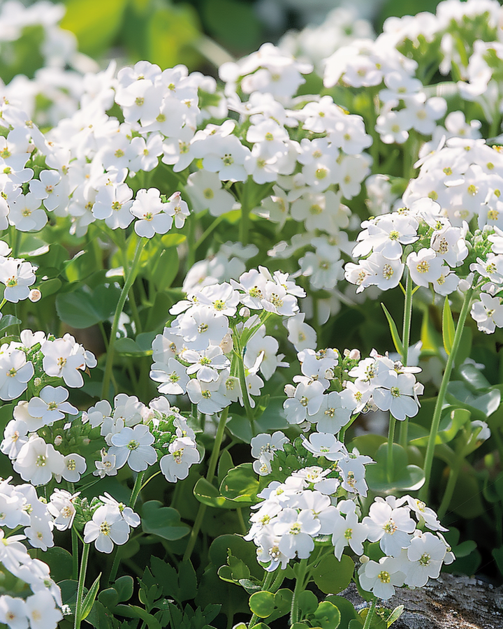 Rock Cress Snowball zaden (Arabis alpina) – meerjarig