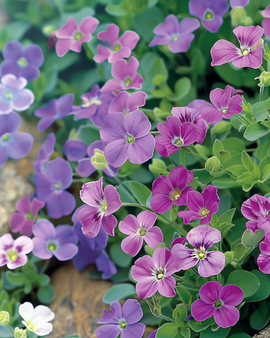 Blauwkussen paarse mix zaden Aubrieta Hybrida vaste plant