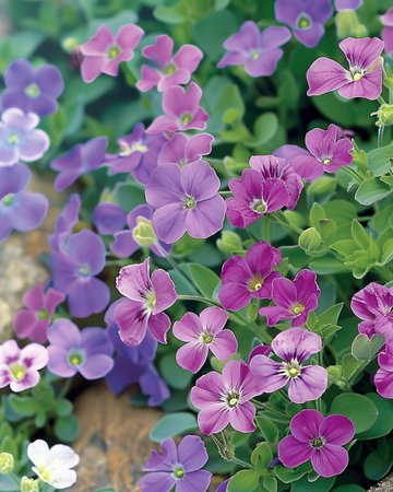 Rock Cress Purple Mix zaden (Aubrieta hybrida) – meerjarig