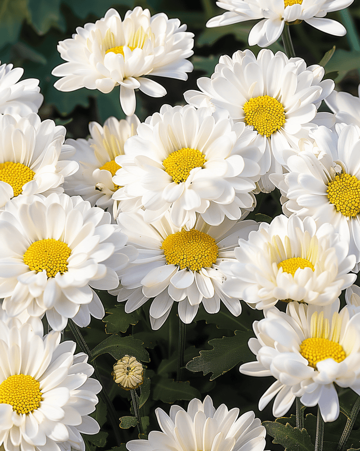 Shasta Daisy Silver Princess White zaden (Chrysanthemum maximum) – meerjarig