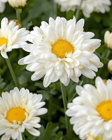 Shasta Daisy May Queen White zaden (Leucanthemum × superbum) – meerjarig