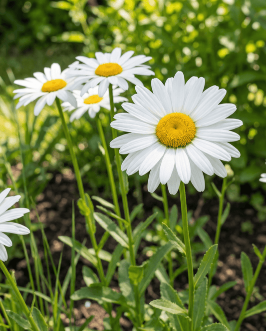 Shasta Daisy May Queen White (Leucanthemum × superbum) – meerjarige zaden van SeedsChoice