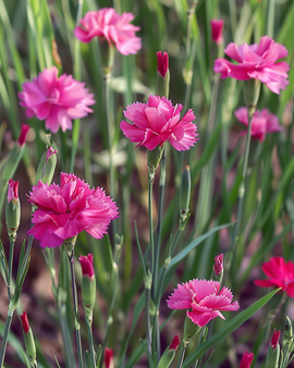 Steenanjerzaden Dianthus Deltoides vaste plant Carmine Rose