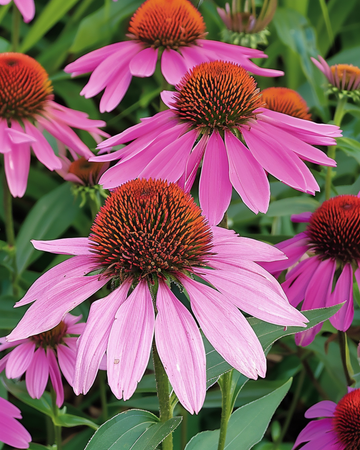 Rode zonnehoed zaden (Echinacea purpurea) – meerjarige bloem