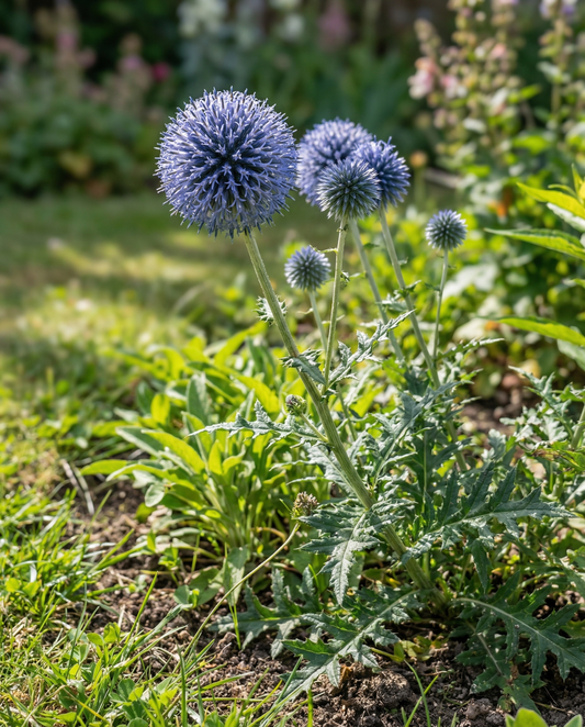Globe Thistle Blue bestuivervriendelijk (Echinops ritro) – meerjarige zaden van SeedsChoice