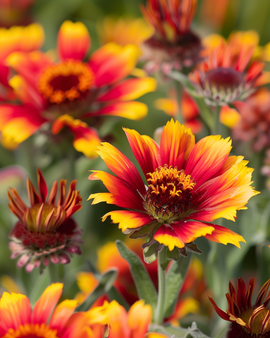 Kokardebloemzaden Gaillardia Aristata vaste plant