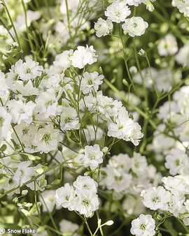 Gipskruidzaden Snow Flake Gypsophila Paniculata vaste plant