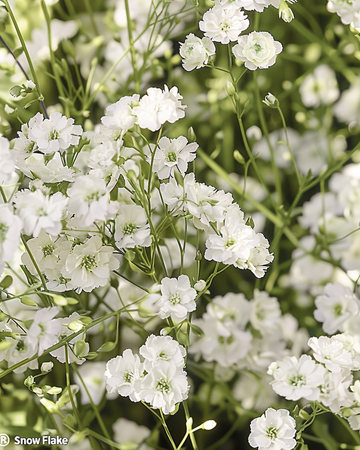 Sluierplant Snow Flake zaden (Gypsophila paniculata) – meerjarig