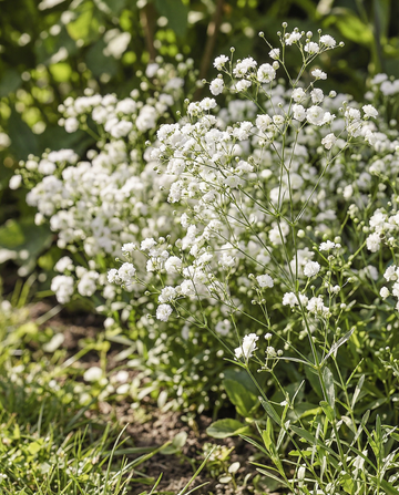 Sluierplant Snow Flake (Gypsophila paniculata) – meerjarige zaden van SeedsChoice