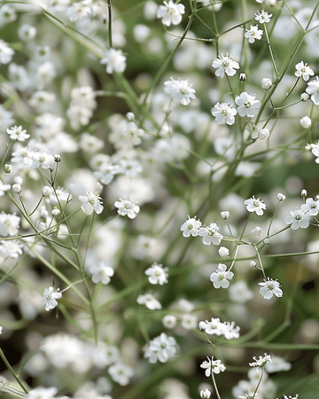 White Single Flowered zaden (Gypsophila paniculata) – meerjarige bloem