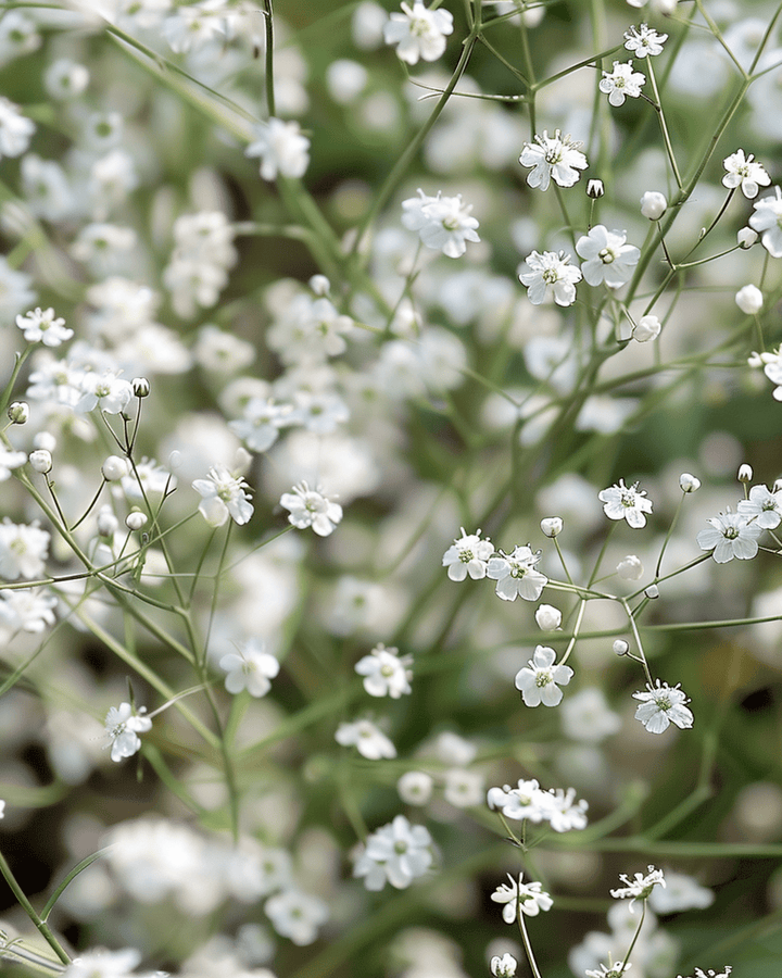 White Single Flowered zaden (Gypsophila paniculata) – meerjarige bloem
