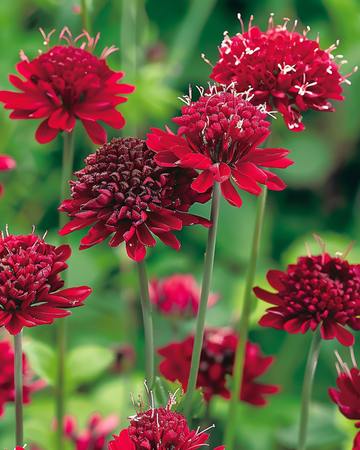 Macedonische Schurftkruid Red Knight zaden (Knautia macedonica) – meerjarig