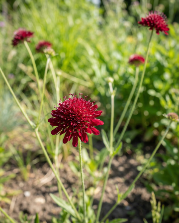 Macedonische Schurftkruid Red Knight (Knautia macedonica) – meerjarige zaden van SeedsChoice