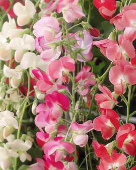 Pronkerwtzaden Lathyrus Latifolius gemengde vaste bloemen