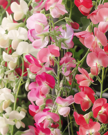 Lathyrus Mixed zaden (Lathyrus latifolius) – meerjarige bloem