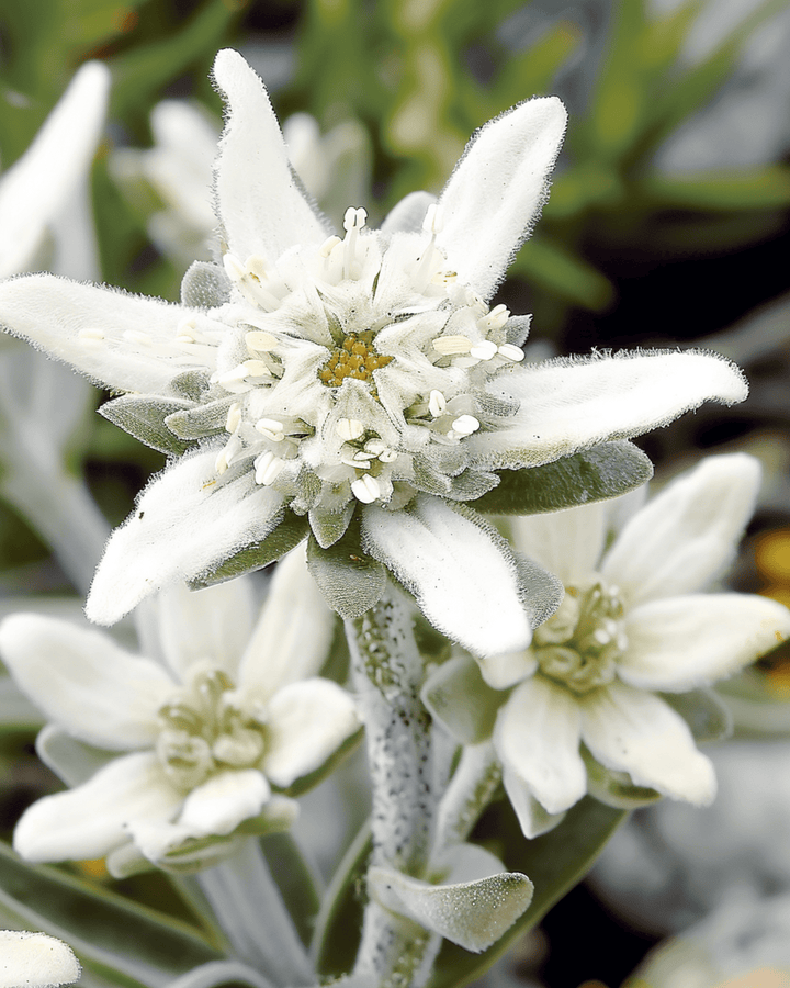 Edelweiss zaden (Leontopodium alpinum) – meerjarige bloem